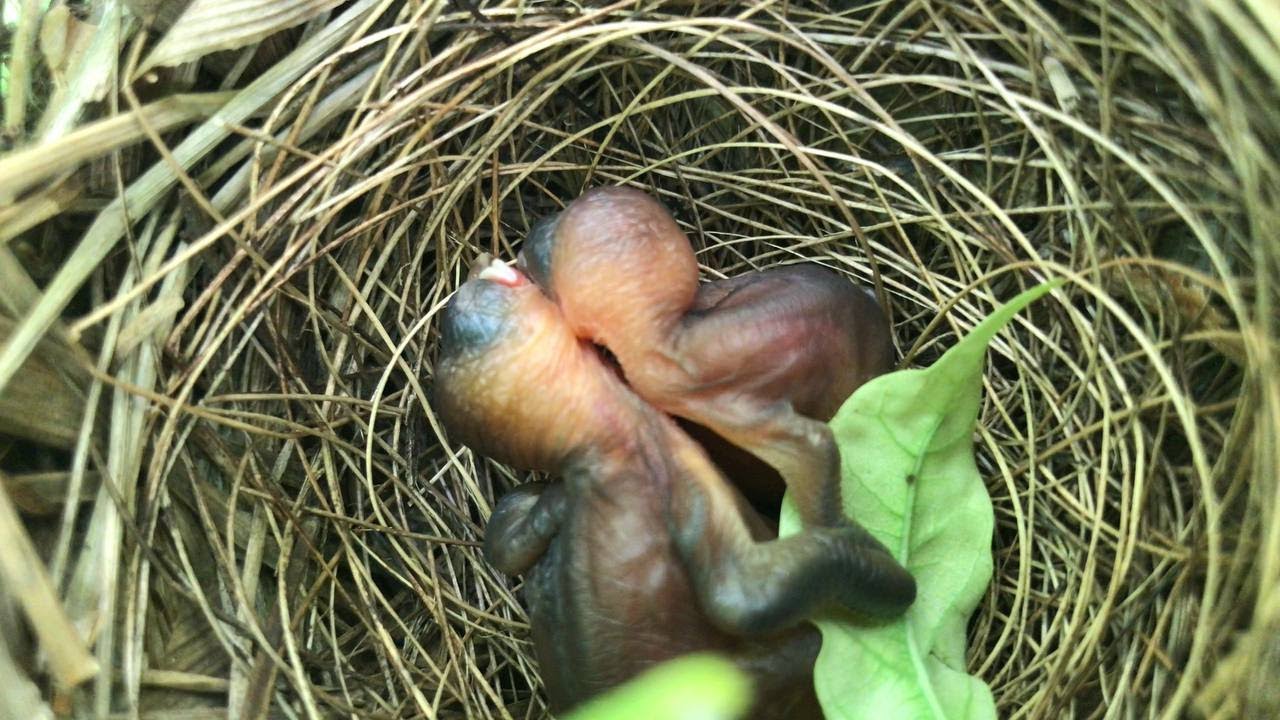 From Egg to Baby Bird – Watch This Amazing Life Cycle!