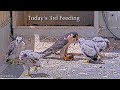 #71🦅🐥25°🐥25°🐥25°🐥25°／San Jose City Hall Falcon Nest 2026／Hartley💗Monty／City of San Joes