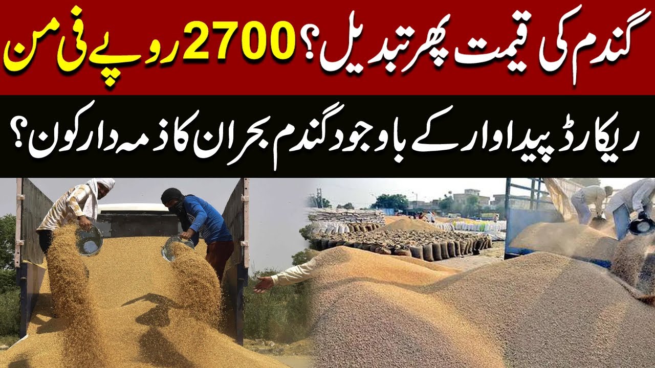 Wheat Price In Pakistan 2024 | Wheat Price Latest Update | New Rate ...