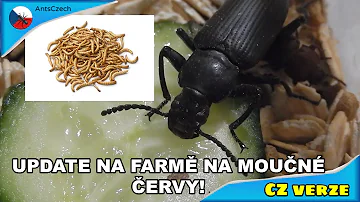 Proč je banán červený?