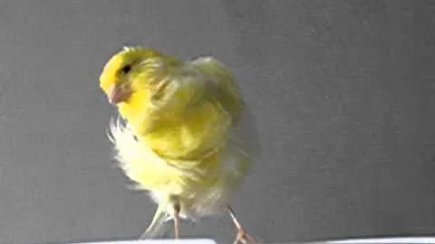 Canari fris du Nord (FRILL CANARY)