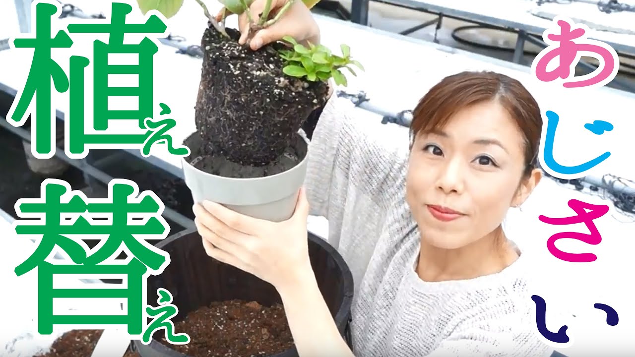 あじさいの鉢増し 植え替え Youtube 後編 あじさいの育て方 楽天 母の日 アジサイ 紫陽花 アジサイ剪定の仕方 翌年も花を咲かせるテクニック 初心者向け Youtube