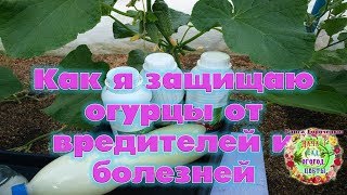 Как я защищаю огурцы от вредителей и болезней