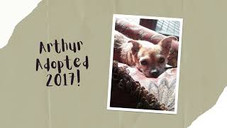 Haven to Home Canine Rescue