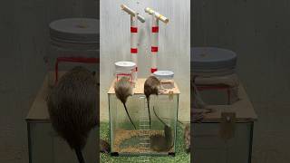 Best home mouse trap/best trap at home rattrap rat mousetrap shops