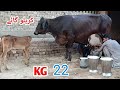 Jersey Friesian Cross Cow For Sale On YouTubein Pakistan Cow