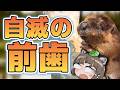 【悲報】ビーバーさん、かじった木が倒れてきて自滅してしまう…【へんないきもの】
