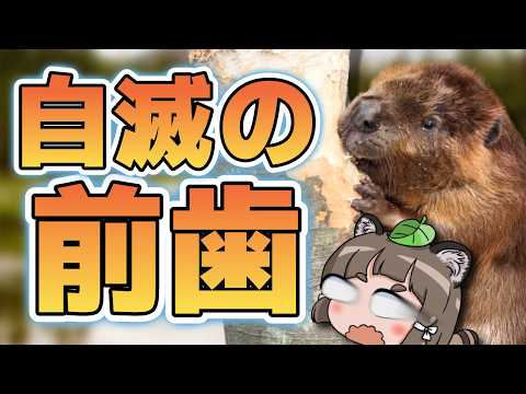 [Bad News] Beaver accidentally self-destructs when the tree it's gnawing falls on it... [Strange ...