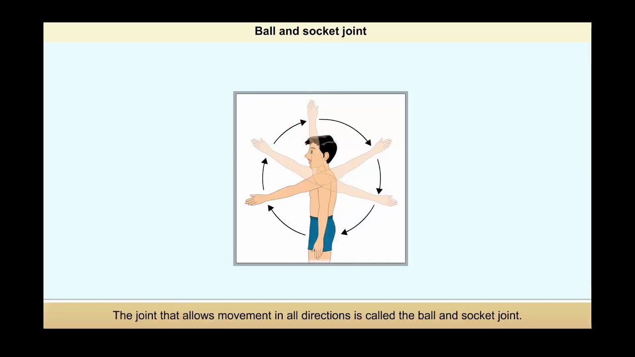 Draw A Neat Diagram Of Ball And Socket Joint Science Topperlearning Com Jgv662wjj