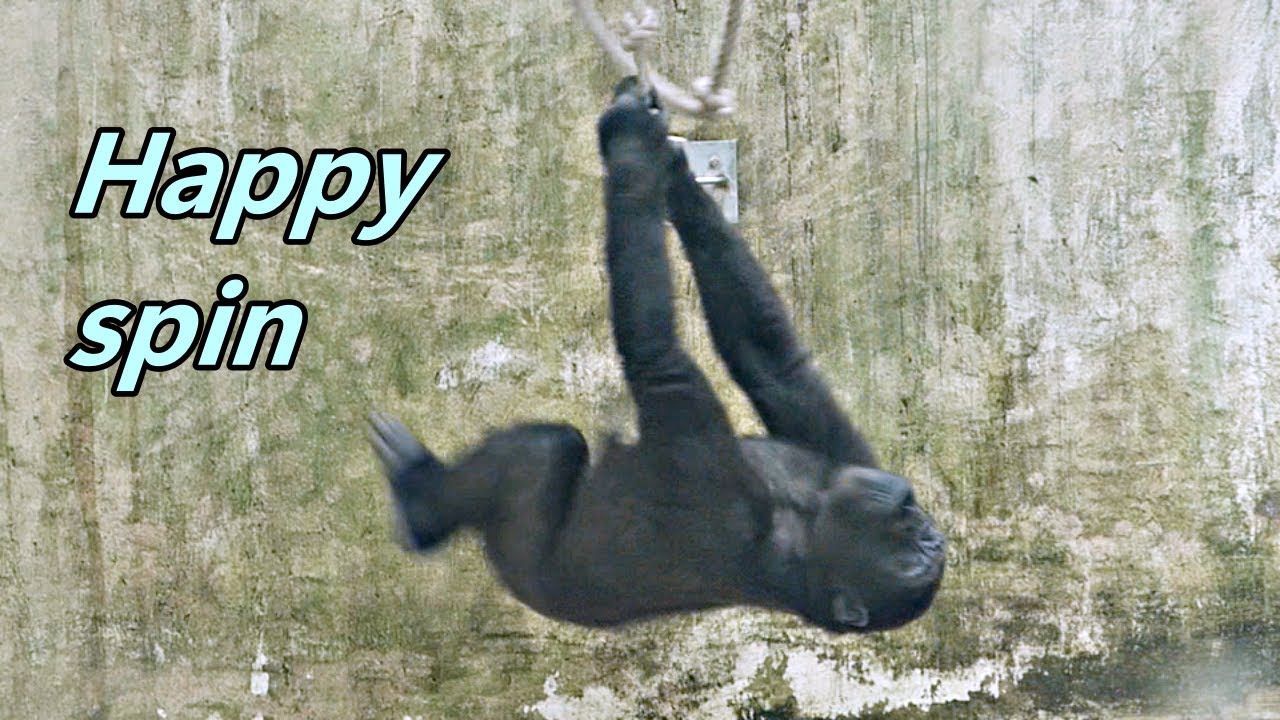 Gorilla Ringo's cute and happy spin / Ringo可愛開心地旋轉- YouTube