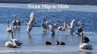 Swan Slip-n-Slide