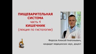 картинка: ПИЩЕВАРИТЕЛЬНАЯ СИСТЕМА 4. КИШЕЧНИК (лекция по гистологии)