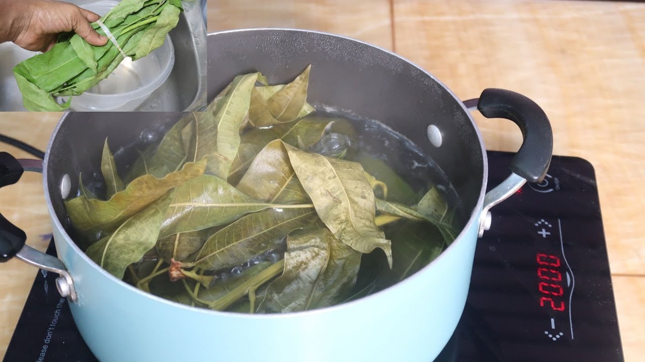 No Medication, Use Mango leaves to treat Asthma, Diabetes YouTube