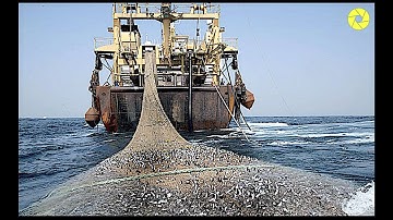 Big Fish Catching In The Deep Sea | Modern Fish Processing Line | Catch And Process Right On Ship