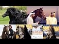 Beautiful Black & Gold Horse in Dubai   Emirates Royal Family Garden & Jumeirah beach