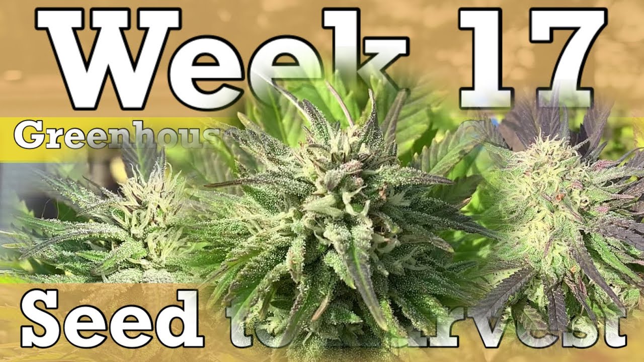 Seed to Harvest - Week 17 | Greenhouse Container Garden 2020