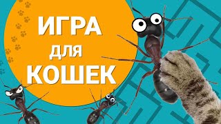 Видео для кошек | Игры для кошек