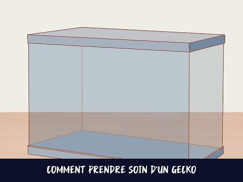 Vidéo: Comment prendre soin d'un jeune gecko