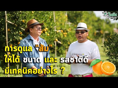 วีดีโอ: วิธีดูแลส้มเขียวหวานในร่ม