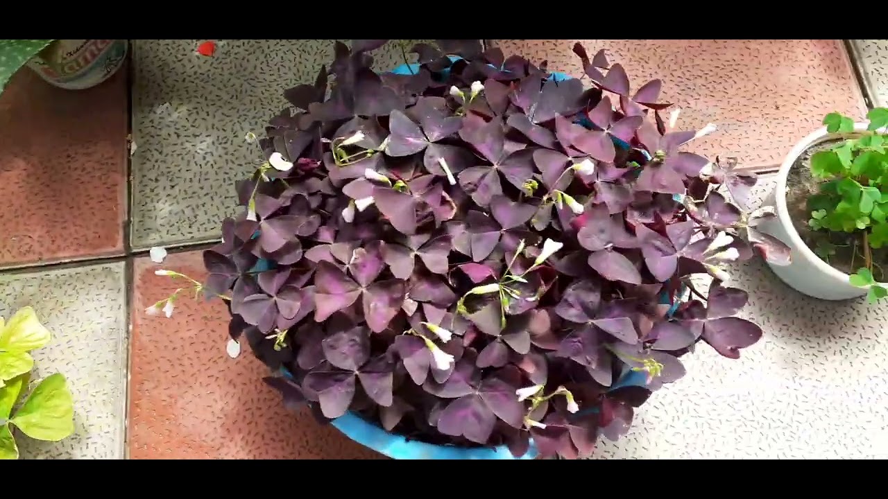 MƏNİM EV GÜLLƏRİM 🇹🇷🙏🇦🇿🌹KƏPƏNƏK GÜLLƏRIM 🥰