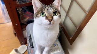 茶の間に行く道で美少女猫にナンパされた