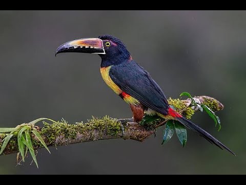 Video: Burung Toucan: habitat, foto, dan deskripsi