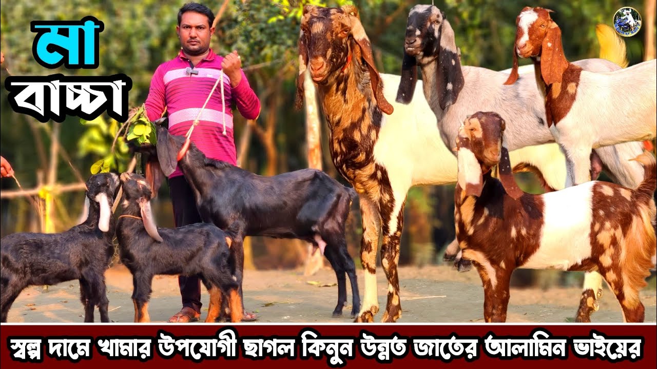 স্বল্প দামে খামার উপযোগী ছাগল কিনুন আল আমিন ভাইয়ের ফার্ম থেকে 💥💥