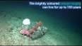 The Fascinating World of Jellyfish: Unveiling the Mysteries of Marine Beauties ile ilgili video