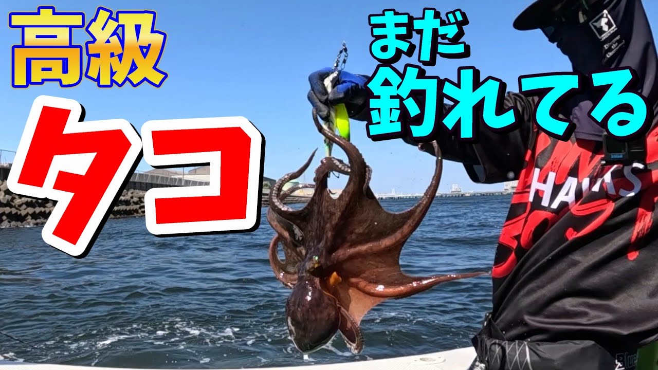 【タコ釣り】アタリ年は行くべきだ！東京湾のタコ釣りが楽しいです！