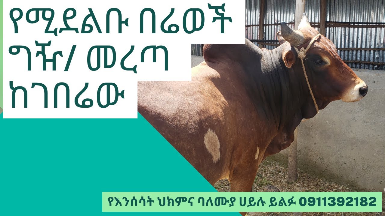 የሚደልቡ በሬወች ግዥ/ መረጣ  ከገበሬው