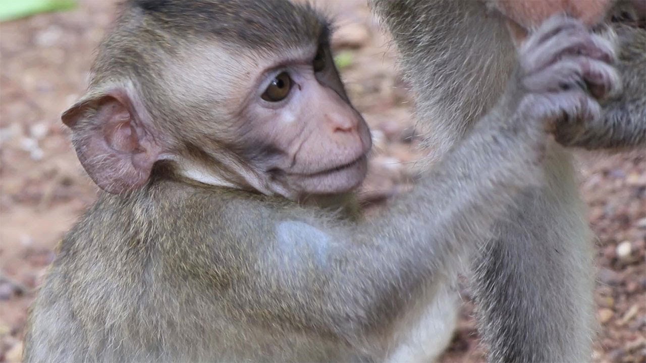 Poor Baby monkey Janna require some food for eat | Wow Daily