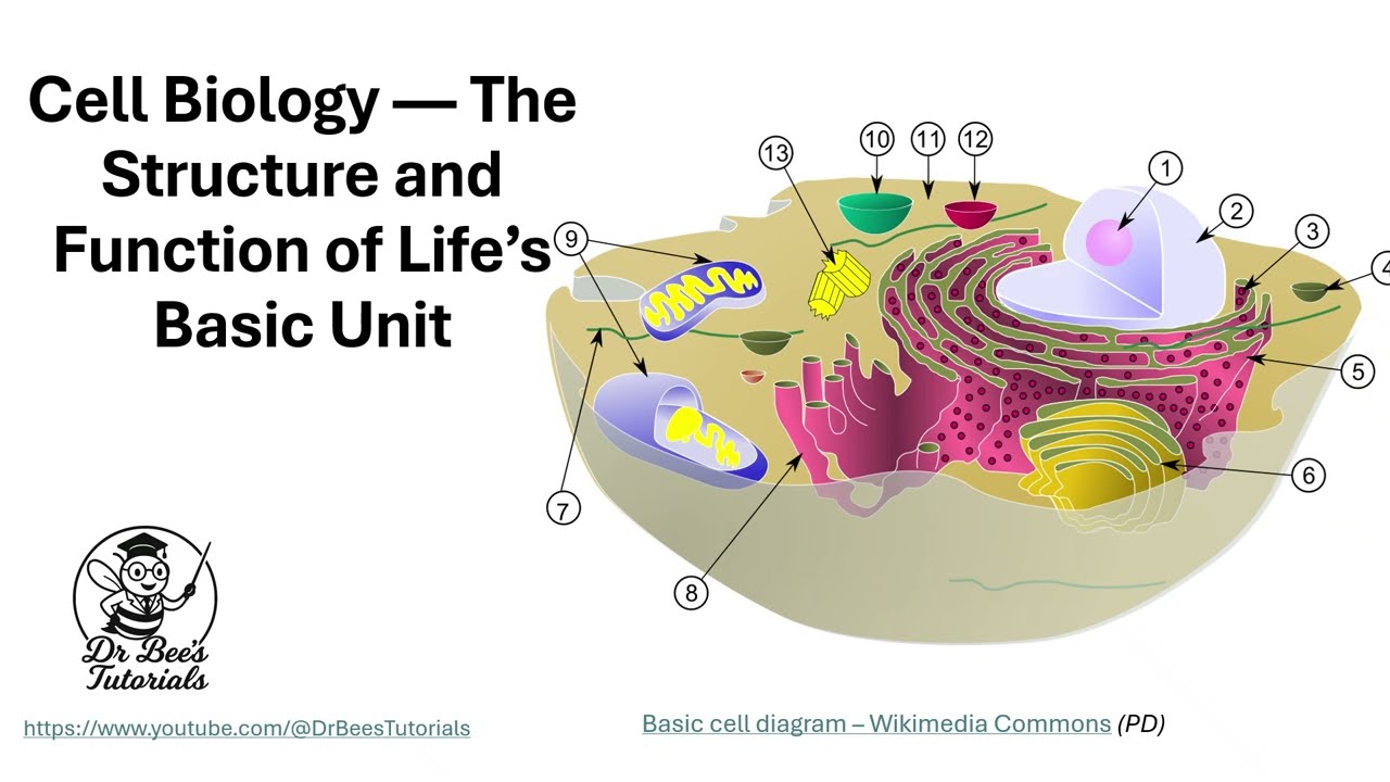 Cell Biology Explained: Prokaryotes, Eukaryotes & Organelles  AP & IB Biology Unit 2 Review