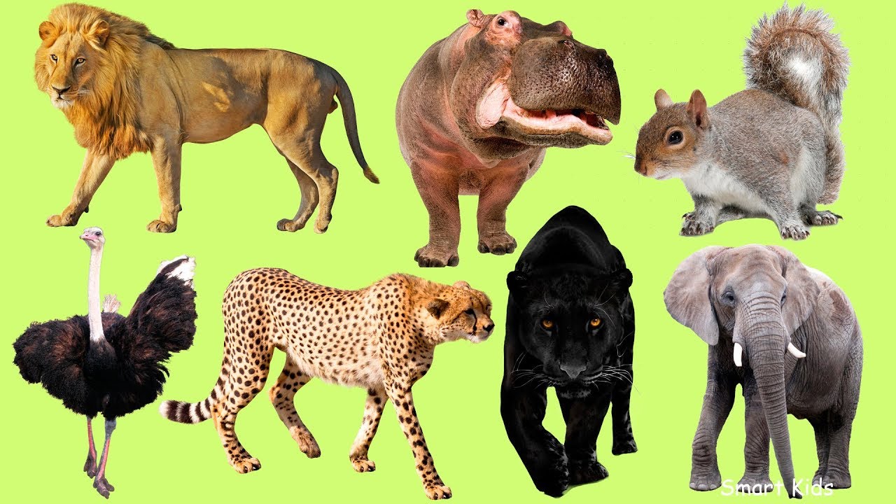 Детские видео животных. Дикие животные для детей. Животные Африки. Дикие животные Африки. Африканские животные для детей.
