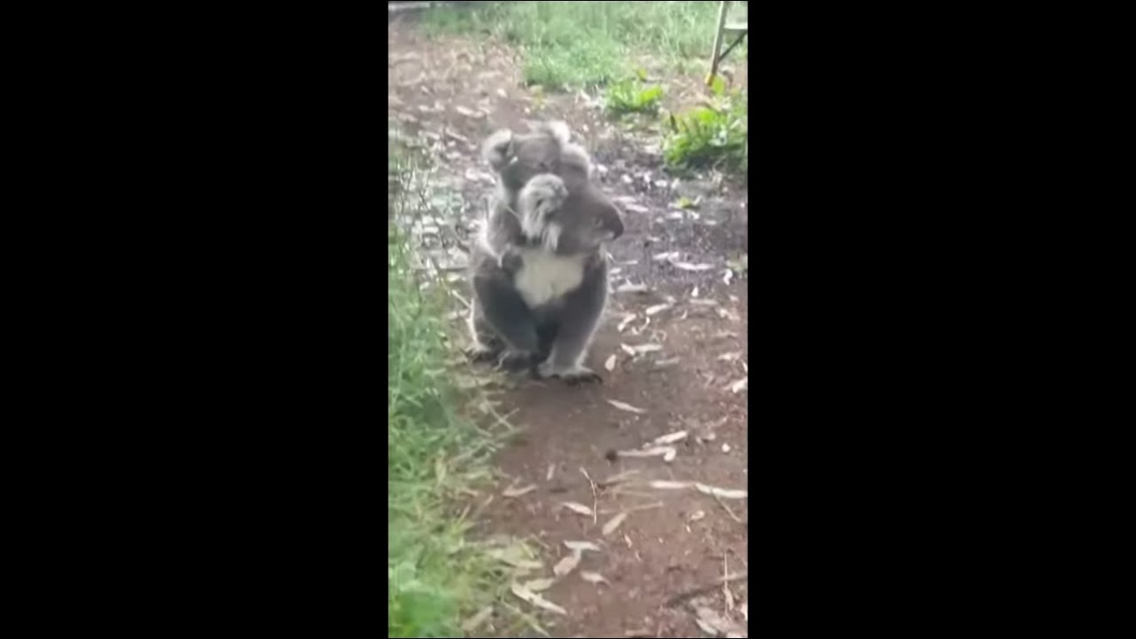 Koala Mom Carrying Baby Walking Around in House Garden