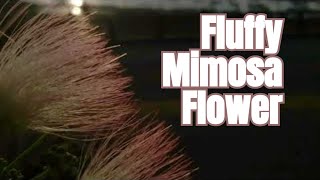 fluffy mimosa flower