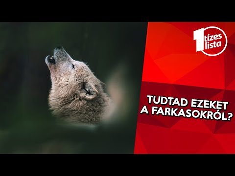 Videó: Hogyan élnek A Farkasok