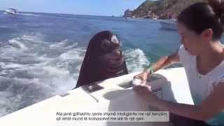 Luanët E De Që Ushqehen Në Varkën E Turistëve