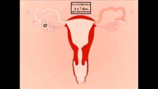 Sistema Reproductor masculino y femenino, embriologia comparada.