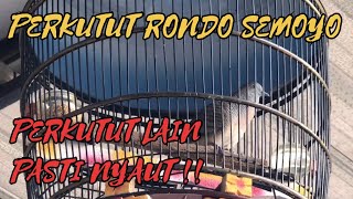 Download Lagu TERBARU ‼️ Suara Pancingan Perkutut RONDO SEMOYO, Dijamin Perkutut Lain Auto Nyaut ‼️ MP3