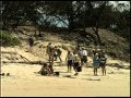 Australia 2000 - Hinchenbrook Island News Story