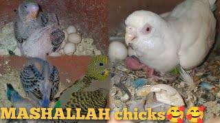 Red eye female chicks ko feed krwa rhi🦜🦜🥚🥚🐣🐣🥰🥰