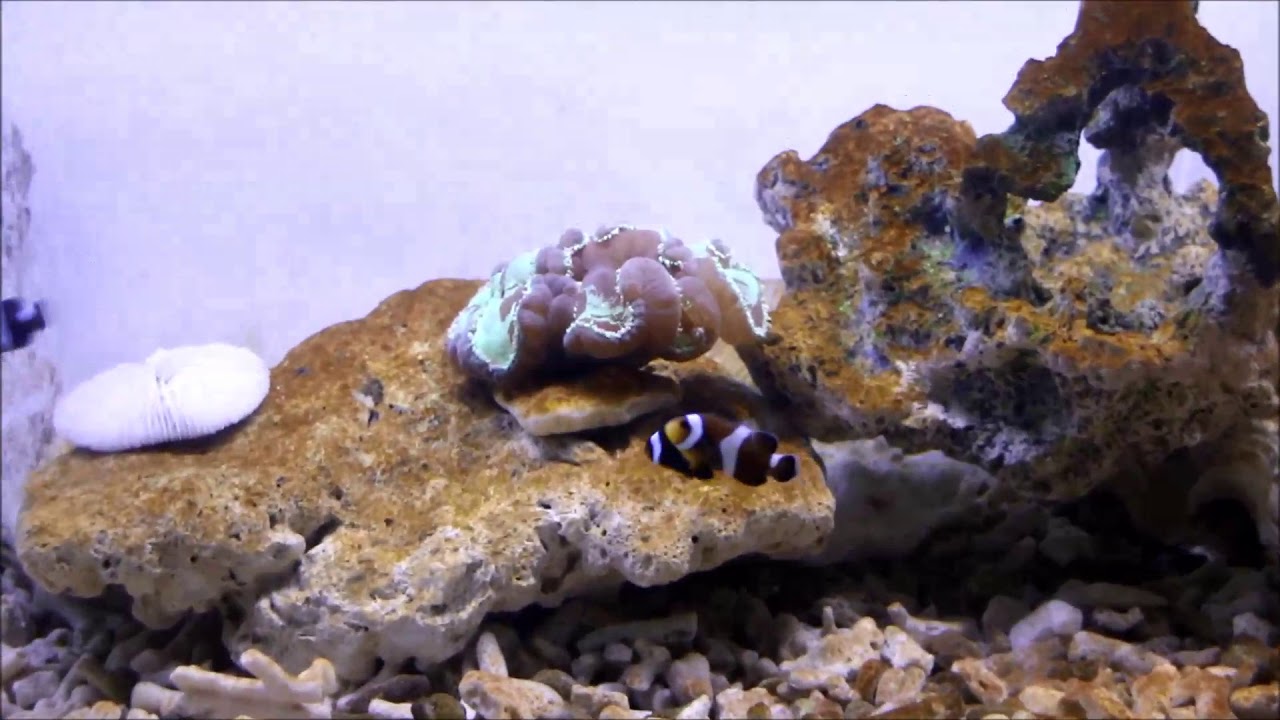 camera iphone 8 plus apk 人工白頭偏黃黑公子小丑Black False Percula Clownfish（Captive-Bred）