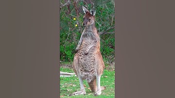 Kangaroo - Tiếng kêu của chuột túi (Kangaroo Sound)