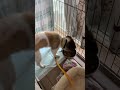保護犬生活4日目で初めてご飯を食べる保護犬 #shorts