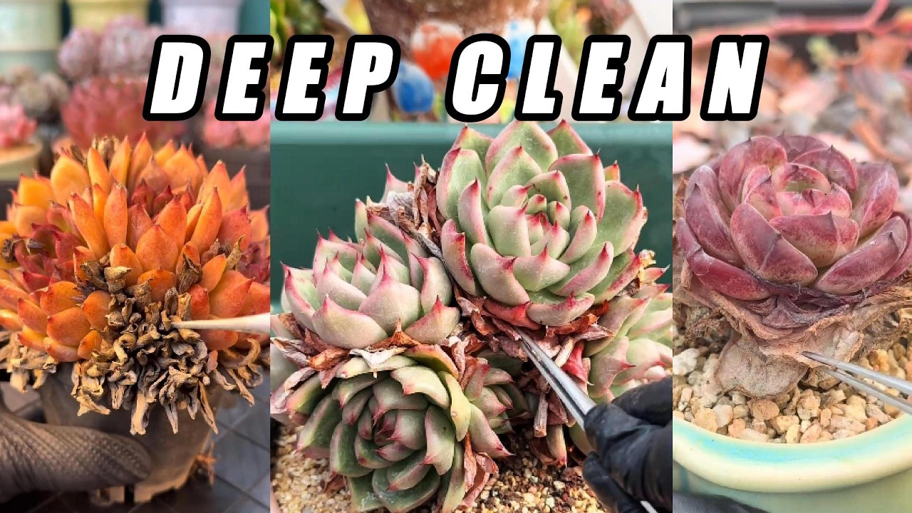 ULTRA CRUNCHY 🌵 Massive Dry Leaf Removal | Multi-Head Succulent Deep Clean ASMR (No Talking)