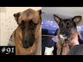 That Is Another German Shepherds 🐕❤️ | Funny Dogs Videos