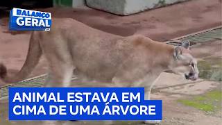 Menina de 8 anos atacada por onça-parda em GO vai passar por cirurgia no rosto | Balanço Geral DF