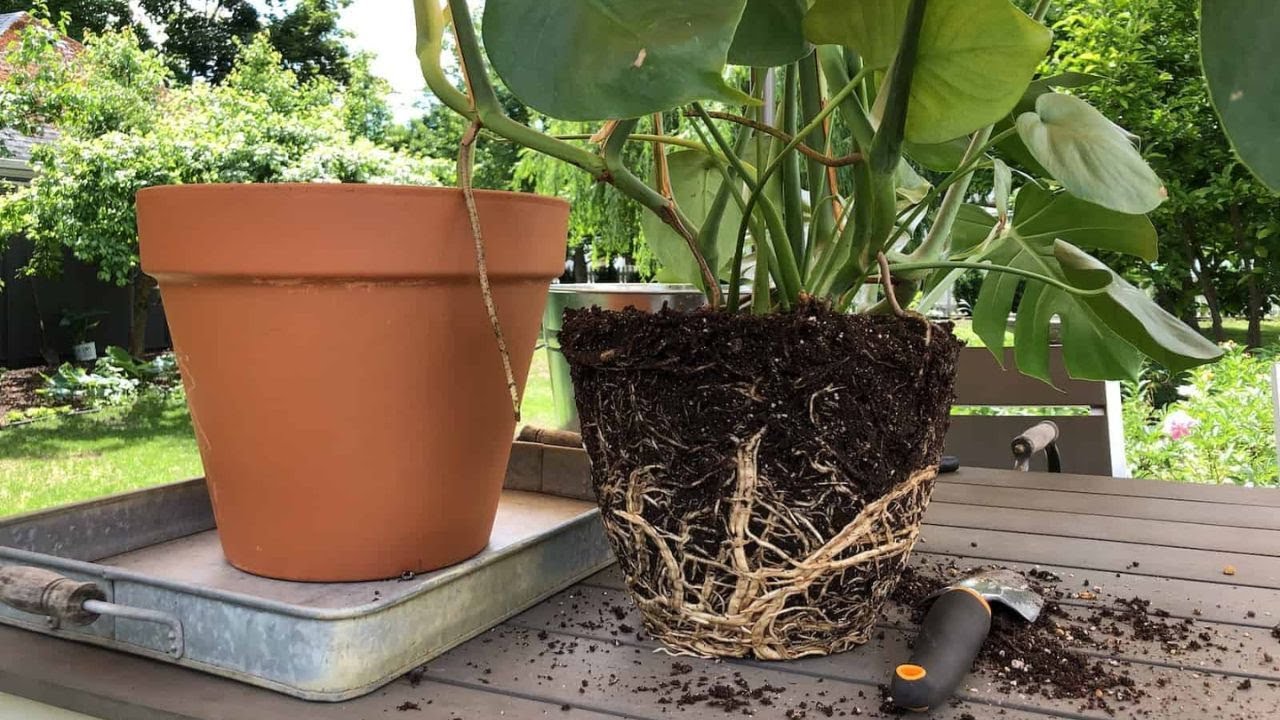 Monstera Deliciosa - 'Hole plant' Planter Monstera dans un pot de gazon 