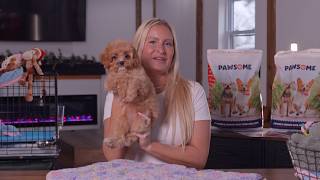 Why Cavapoos Are Great First-Time Dogs | Cavapoo Puppies for Sale in New Jersey