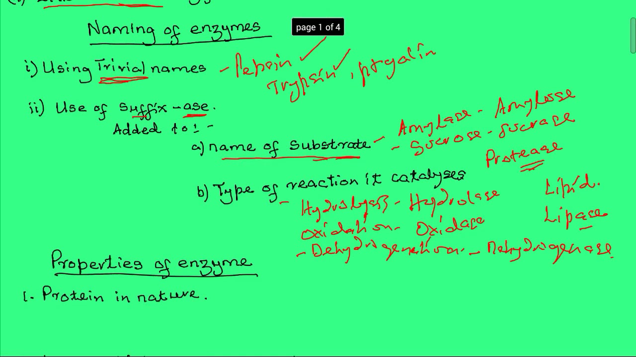 Enzymes Biological Catalysts YouTube